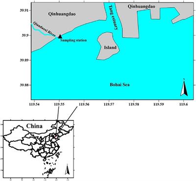 A lag bloom pattern of phytoplankton after freshwater input events revealed by daily samples during summer in Qinhuangdao coastal water, China